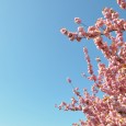 Le weekend dernier on a profité de beau temps pour faire une pique-nique &laquo;&nbsp;hanami&nbsp;&raquo; avec des amis japonais au Parc de Sceaux au sud de Paris. Je ne connaissez pas...